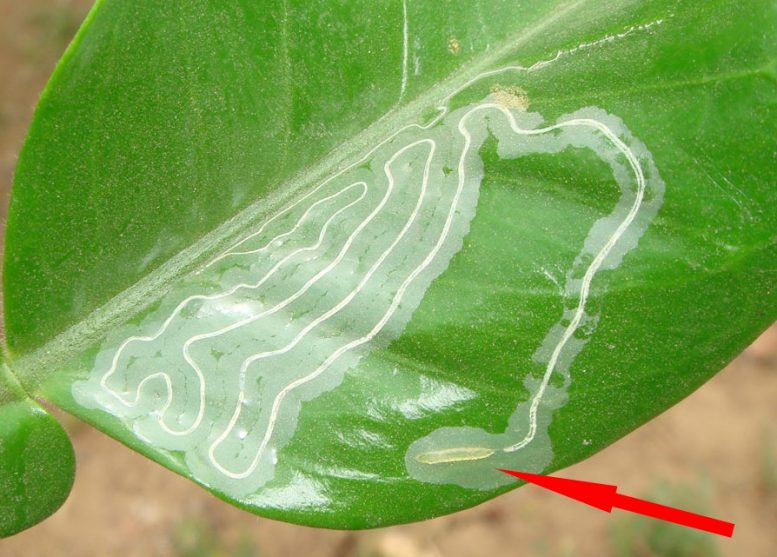 Minatrice serpentina