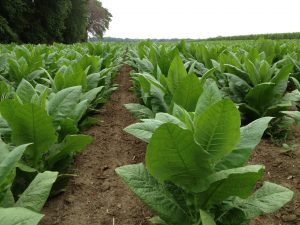 coltivare il tabacco
