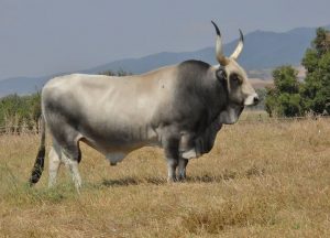razze bovine da carne