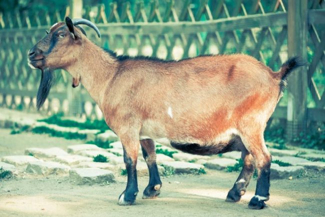 razze caprine