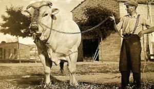 razze bovine da carne
