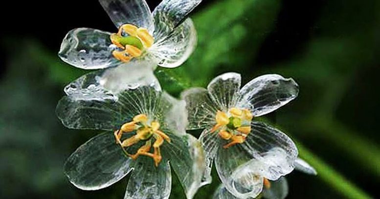 fiore scheletro