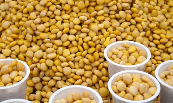 concimare con i lupini