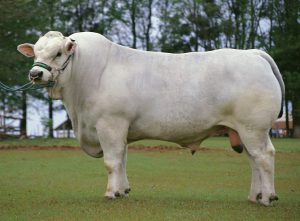 razze bovine da carne