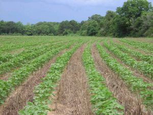 no tillage