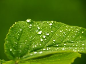 come far risparmiare acqua alle piante