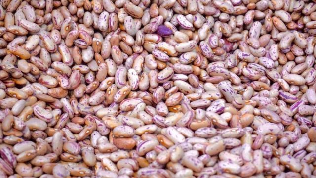 come coltivare i fagioli