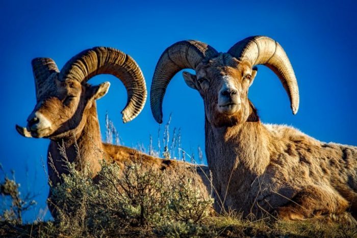 razze ovine