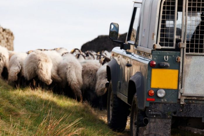 razze ovine