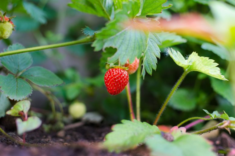 come coltivare la fragola