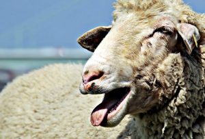 razze ovine