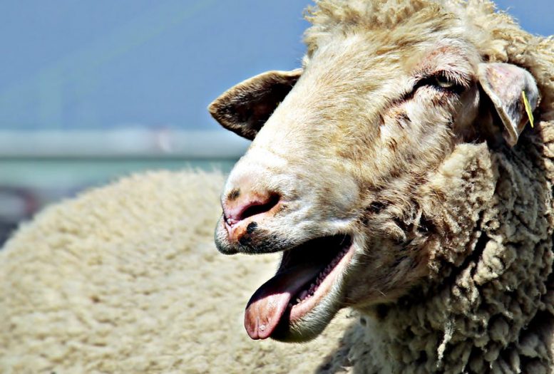 razze ovine