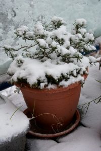 piante e gelo