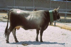 razze bovine da carne