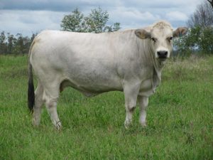 razze bovine da carne
