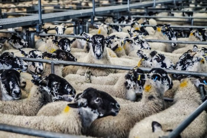razze ovine