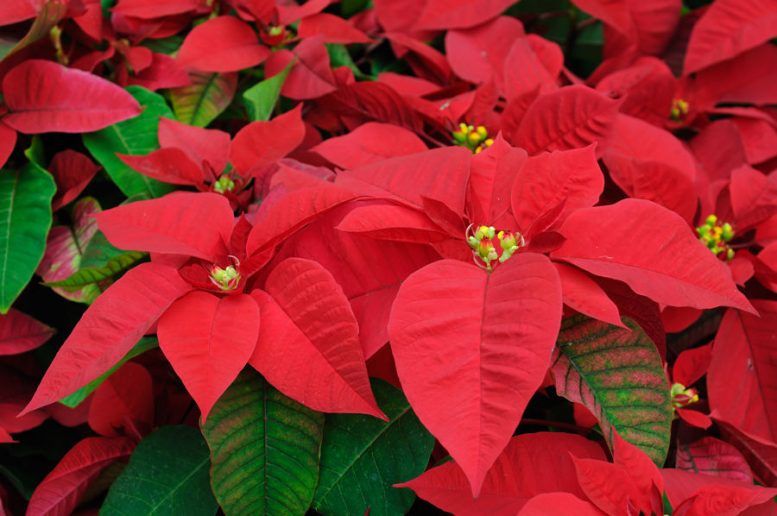 Fiore Stella Di Natale.Come Coltivare La Stella Di Natale I Segreti Per Mantenerla Bella Tutto L Anno