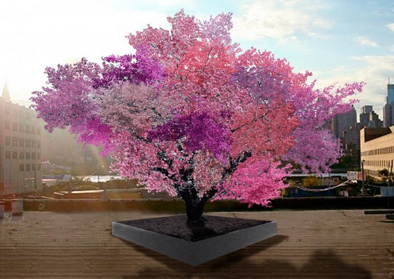 Albero dai 40 frutti Sam Van Aken