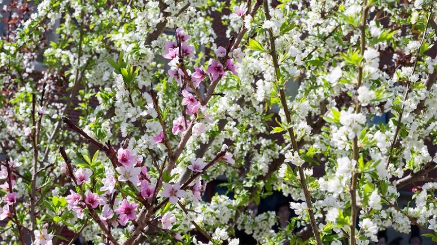 Albero dai 40 frutti Sam Van Aken fioritura