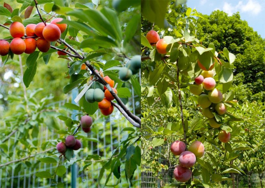 Albero dai 40 frutti Sam Van Aken raccolta frutti