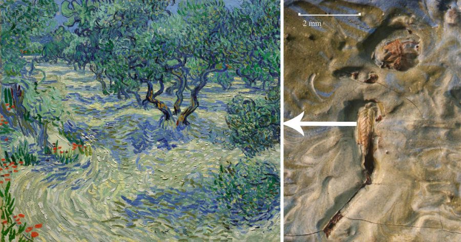 Scoperta Una Cavalletta Intrappolata In Un Quadro Di Van Gogh Da 128 Anni