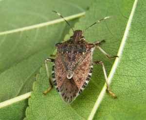 cimice asiatica