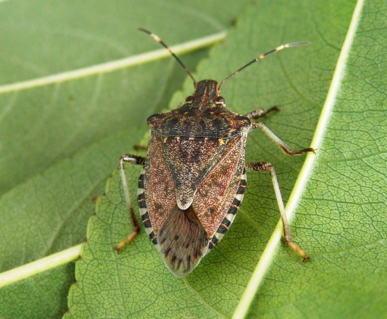cimice asiatica