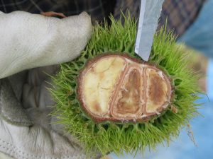 castagne marce