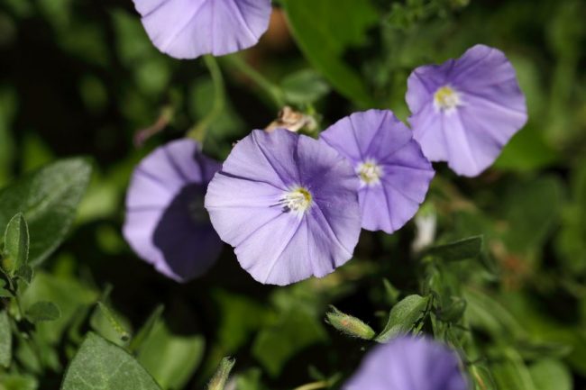 fiori di convolvolo