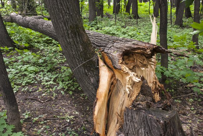 alberi resistenti al vento