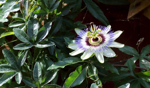 passiflora per tisane