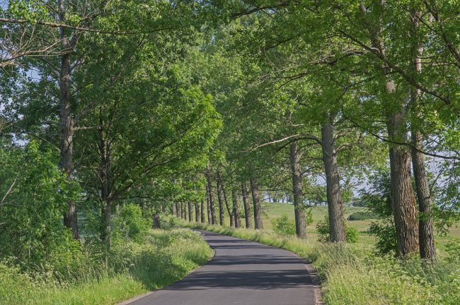 alberi resistenti al vento