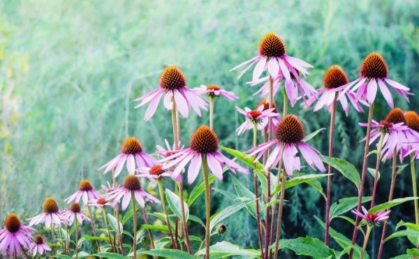 echinacea per tisane