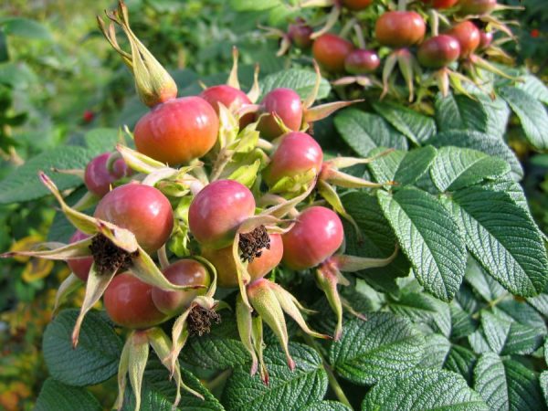 rosa canina per tisane