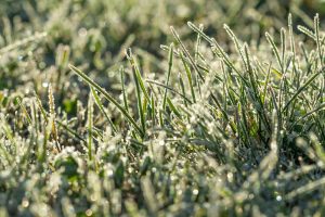 concime per il prato in inverno