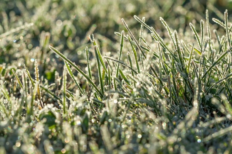 concime per il prato in inverno