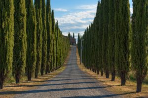 alberi resistenti al vento