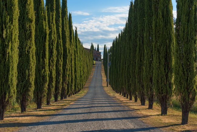alberi resistenti al vento