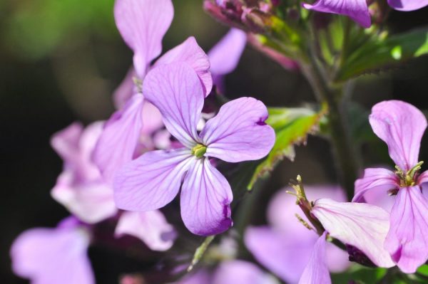 malva per tisane