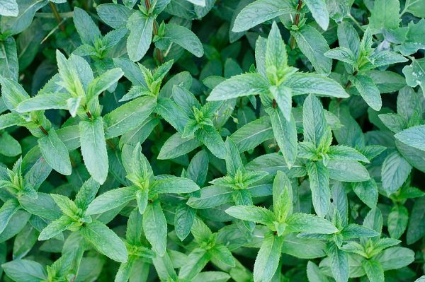 menta per tisane