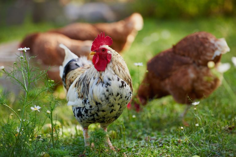Razze di galline ovaiole le più produttrici e le più redditizie