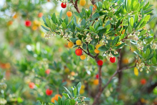 alberi resistenti al vento