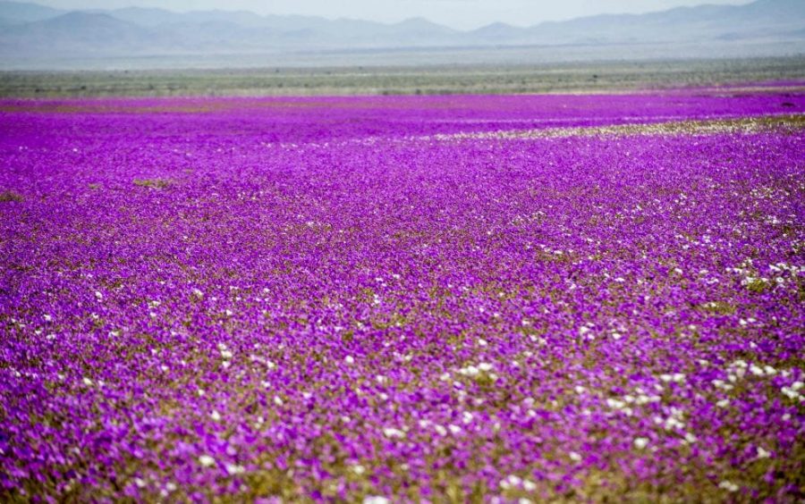 Cile deserto fiorito di Atacama