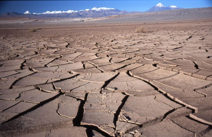 Cile deserto fiorito di Atacama