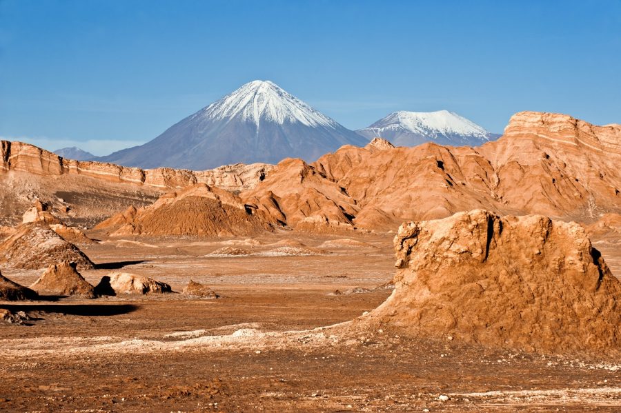 deserto fiorito di Atacama norte grande Cile