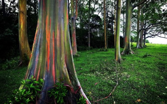 eucalipto arcobaleno