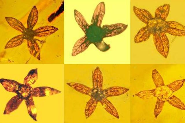 fiori preistorici dentro l'ambra della specie tropidogyne pentaptera