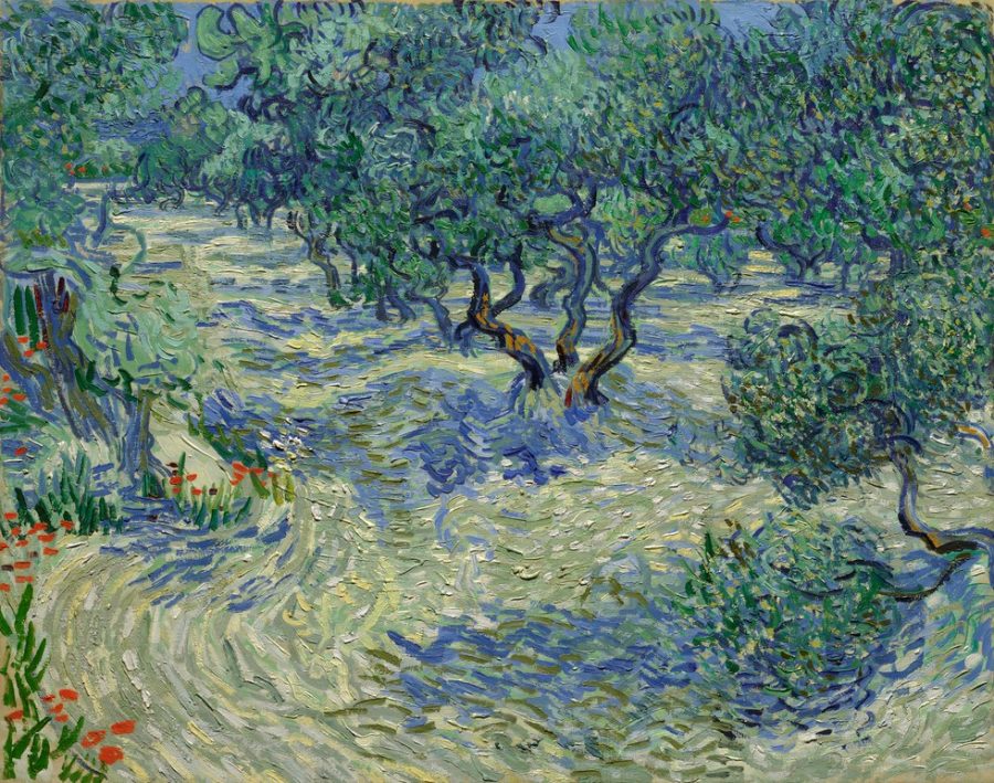 olive trees cavalletta van gogh