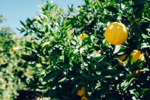 quando e come potare il limone