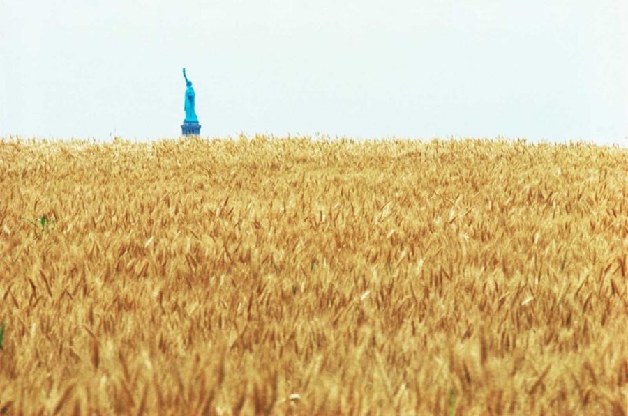 wheatfield campo di grano agnes denes manhattan